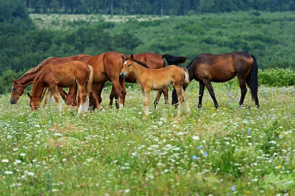 Pferd — Stockfoto