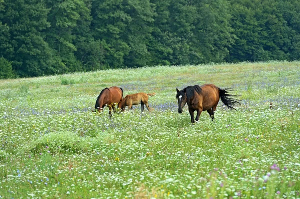 Cavalo — Fotografia de Stock