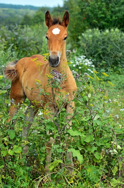 Horse — Stock Photo, Image