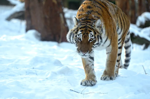 Siberische tijger — Stockfoto