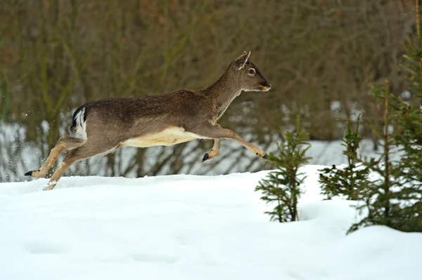 Deer — Stock Photo, Image