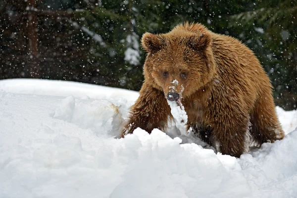 Braunbär — Stockfoto