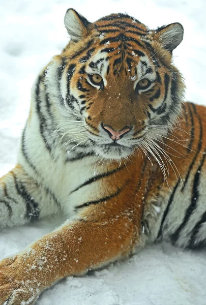 Tigre siberiano — Fotografia de Stock