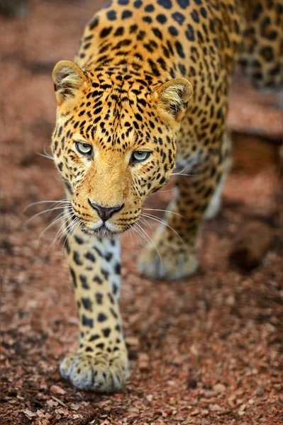 Porträtt av en leopard — Stockfoto