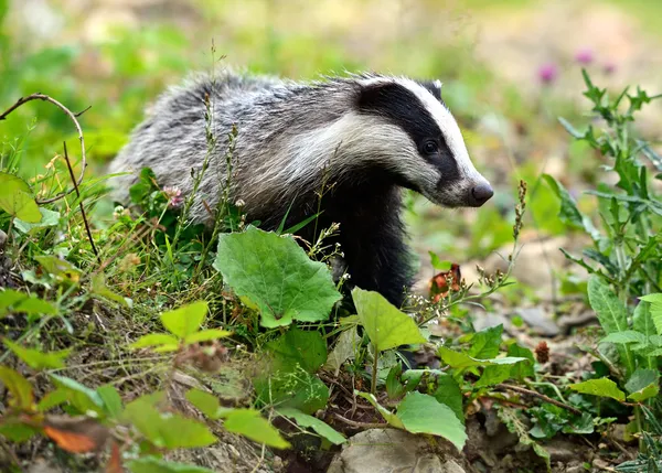 Badger Stock Snímky