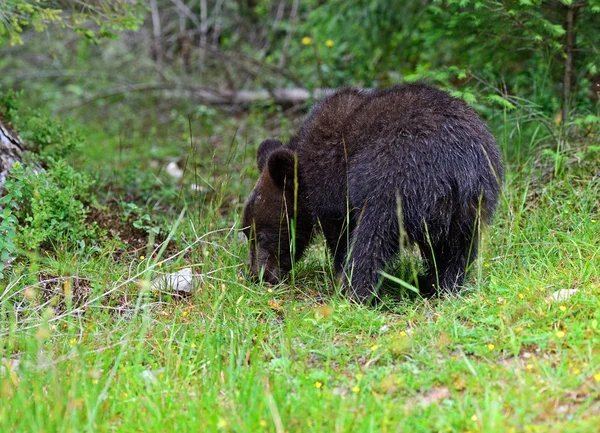 Urso castanho — Fotografia de Stock