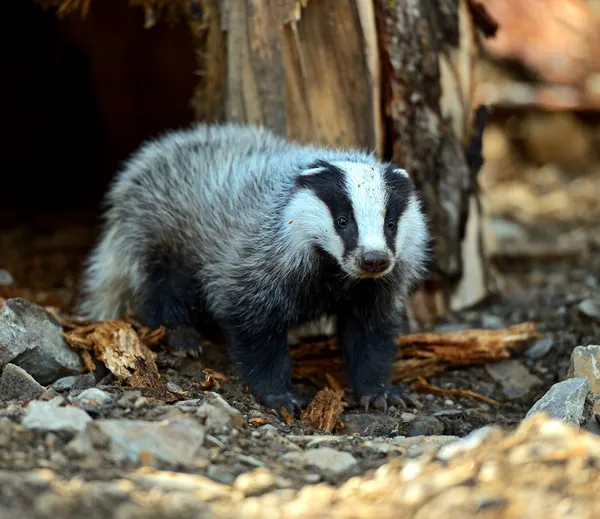 Badger — Stock fotografie