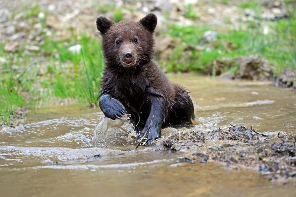 Pequeño oso. —  Fotos de Stock