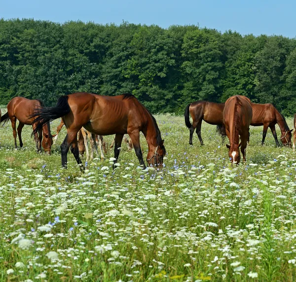 Pferd — Stockfoto