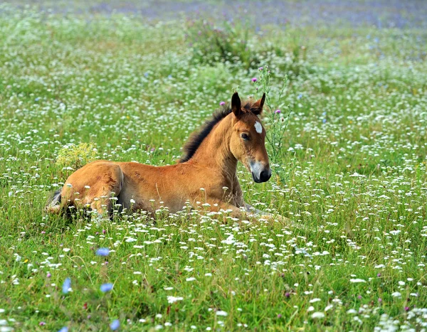 Horse — Stock Photo, Image