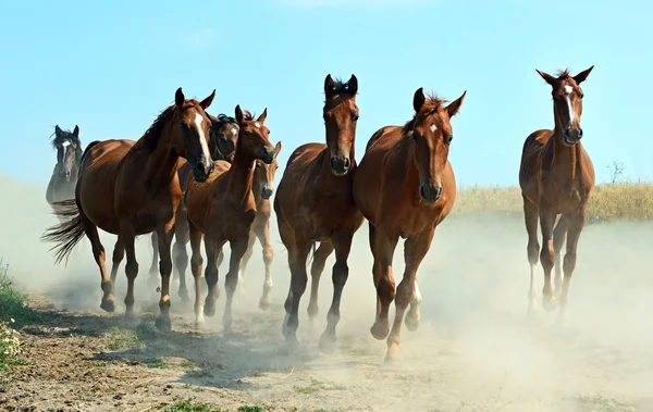 Paard — Stockfoto