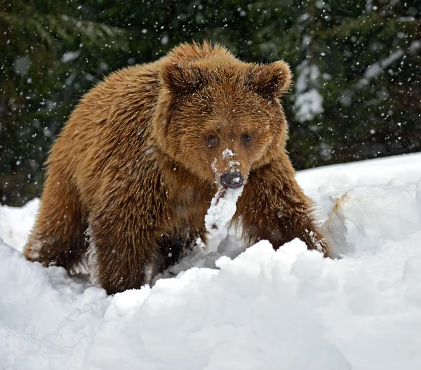 Braunbär — Stockfoto