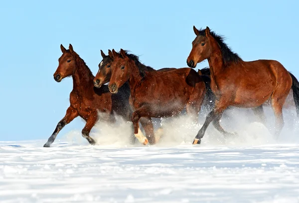 Cavallo — Foto Stock