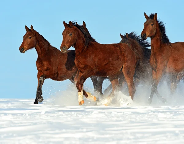 Pferd — Stockfoto