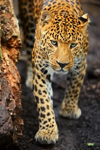 Porträt eines Leoparden — Stockfoto