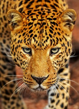 leopar
