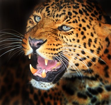 portre leopar