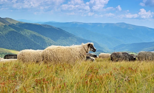 Berglandschap — Stockfoto