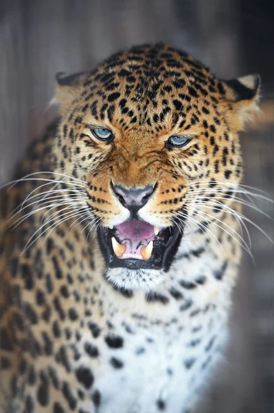 Retrato de leopardo —  Fotos de Stock