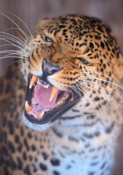 Portrait Leopard — Stock Photo, Image