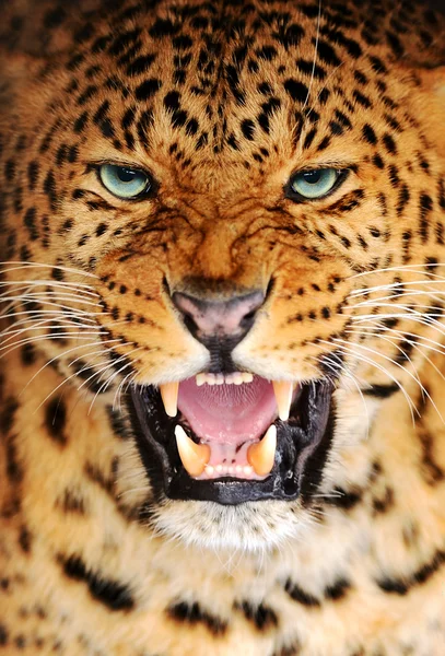 Portrait Leopard — Stock Photo, Image