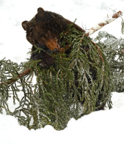 Brown bear — Stock Photo, Image