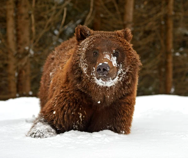 Braunbär — Stockfoto