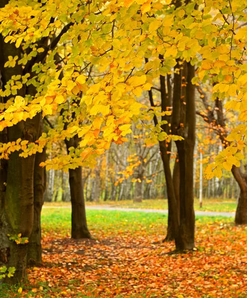 Otoño — Foto de Stock