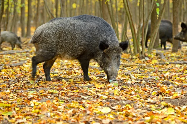 Wilde zwijnen in het najaar forest. — Stockfoto