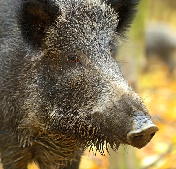 Wild boar — Stock Photo, Image