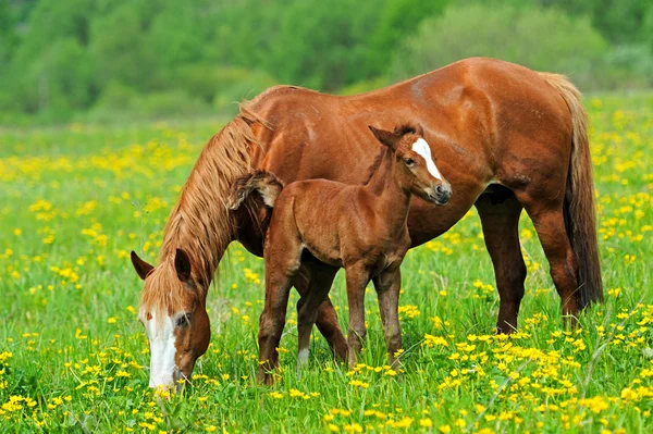 Cavallo — Foto Stock