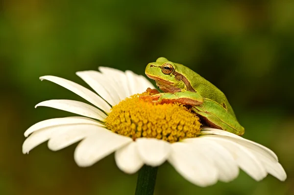 Žába — Stock fotografie