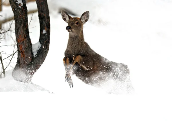 Deer — Stock Photo, Image