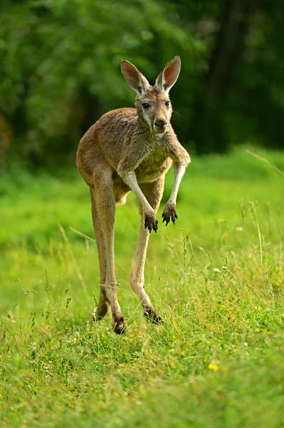 Kangaroo — Stock Photo, Image