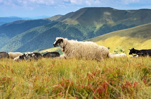 Polonyna rood — Stockfoto