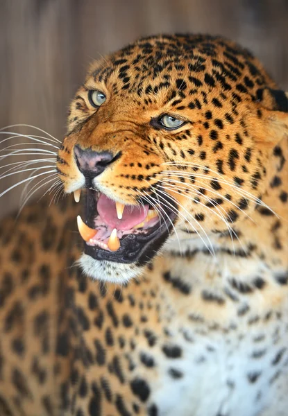 Portrait Leopard — Stock Photo, Image