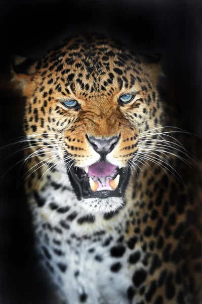 Portrét leopard — Stock fotografie