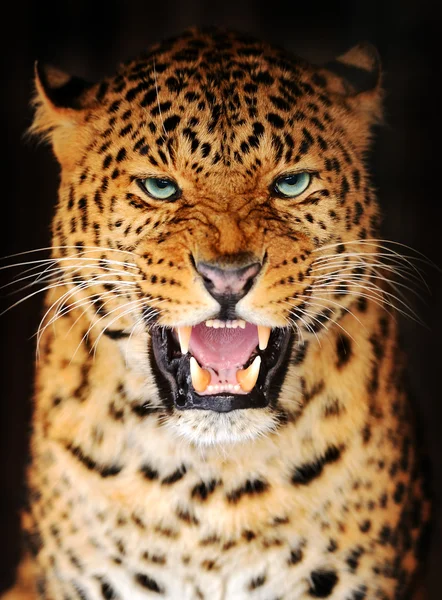 Портрет леопард — стокове фото
