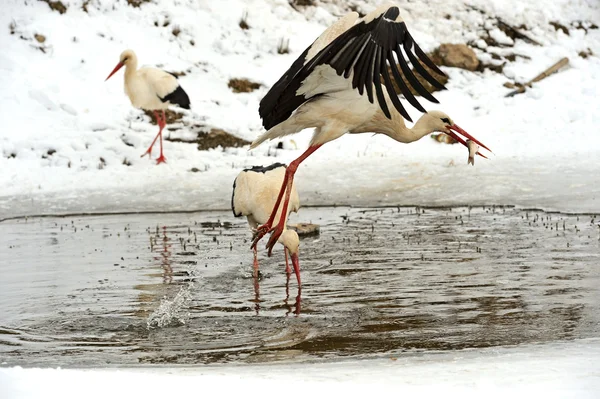 Storks — Stock fotografie