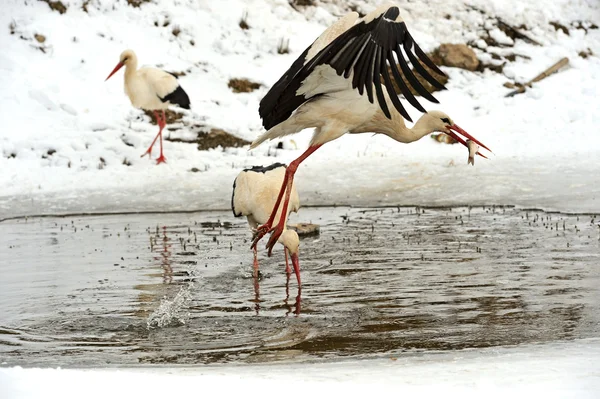 コウノトリ — ストック写真