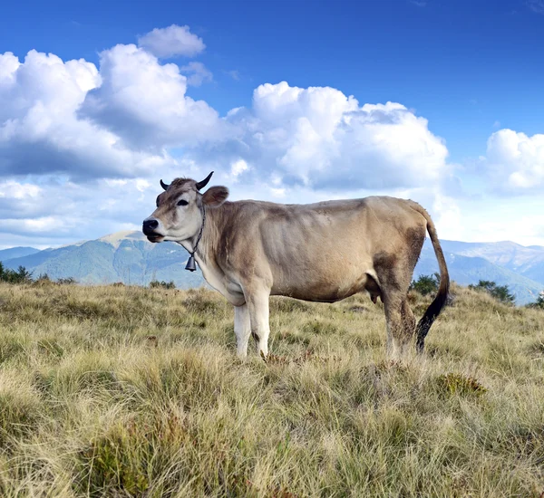 Carpathian cow — Stock Photo, Image