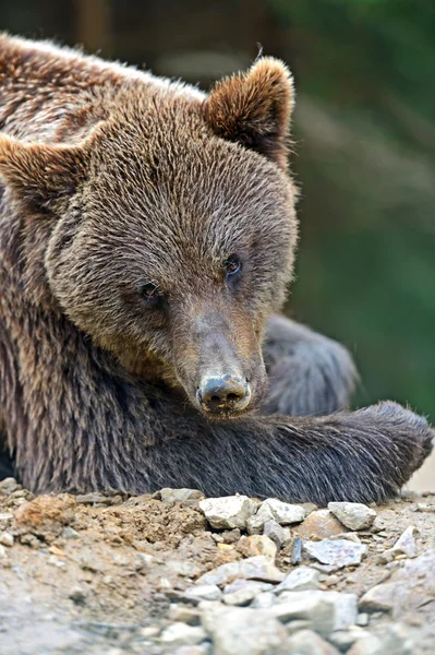 Braunbär — Stockfoto