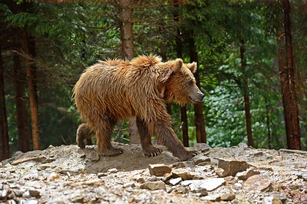 Niedźwiedzi brunatnych — Zdjęcie stockowe