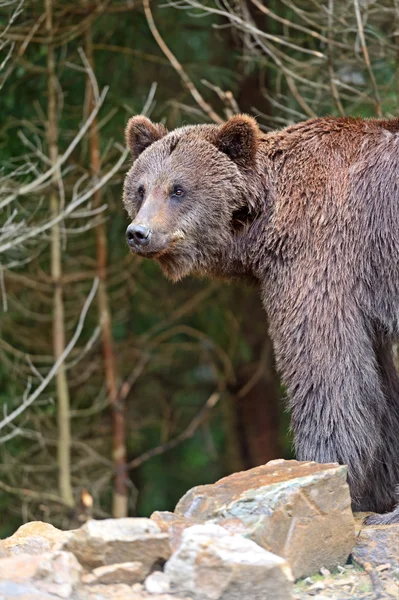 Niedźwiedzi brunatnych — Zdjęcie stockowe