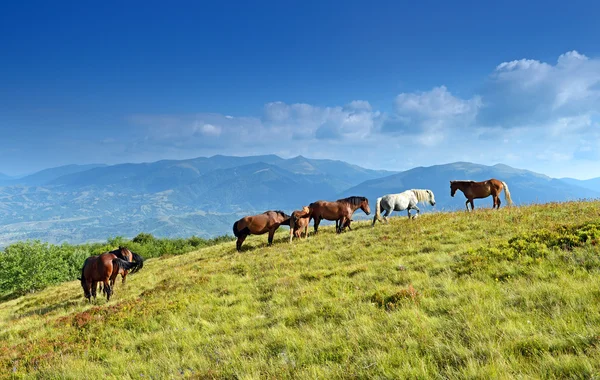 Polonyna kırmızı — Stok fotoğraf