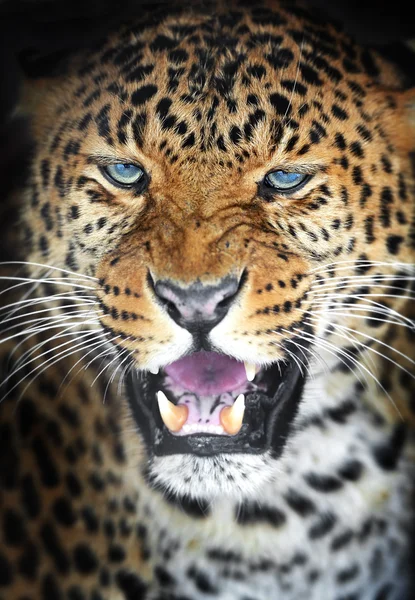 Portrait Leopard — Stock Photo, Image