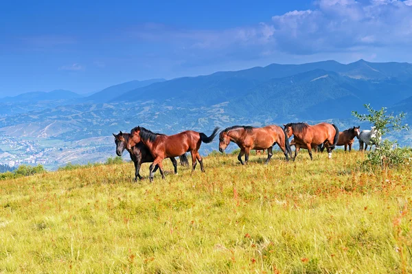 Polonyna röd — Stockfoto