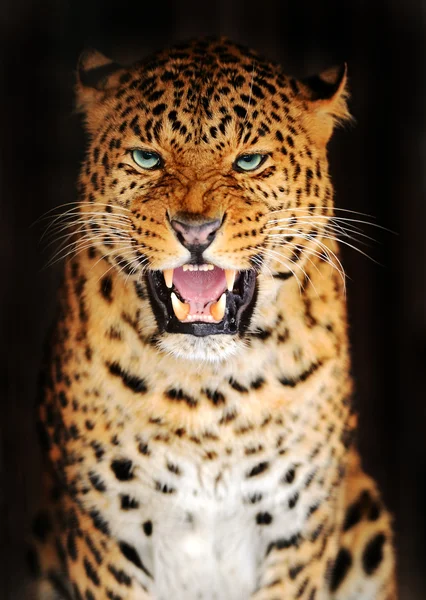 Portrét leopard — Stock fotografie
