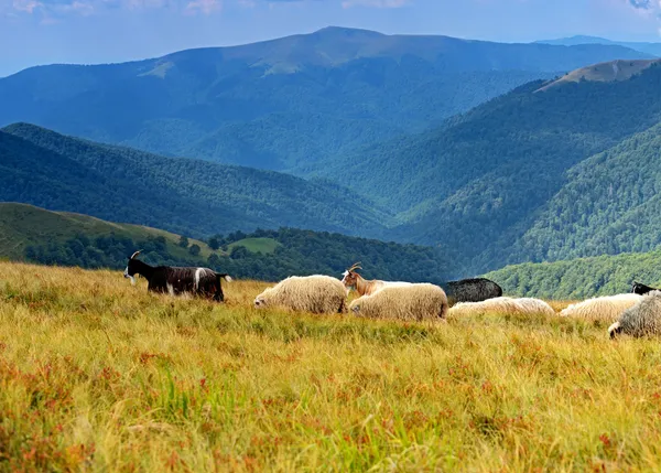 Un troupeau de brebis dans les montagnes — Photo