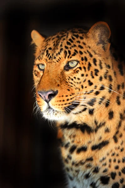 Retrato Leopardo — Fotografia de Stock